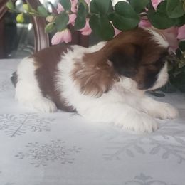 French Bulldog and Shih Tzu Puppies from French Bulldogs Planet
