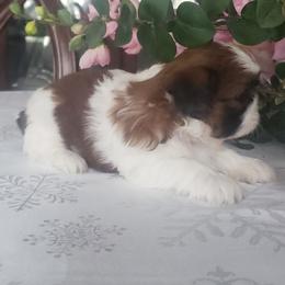 French Bulldog and Shih Tzu Puppies from French Bulldogs Planet
