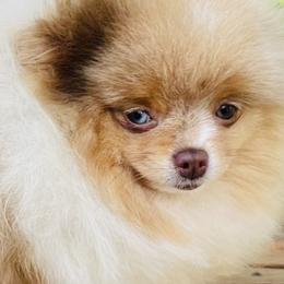 Crystal - Chocolate merle female Pomeranian puppy in Buck Valley, Pennsylvania from Buck Valley Pomeranians