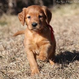 Eve's Red Boy - Dark golden male Golden Retriever puppy in Idaho Falls, Idaho from Once Upon A Dream Kennels