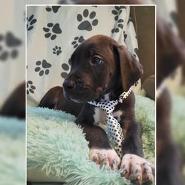 Boy 5 - Great Dane puppy in Gonzales, Louisiana from Anstatt House Of Danes