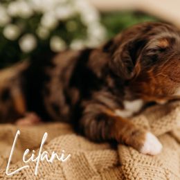 Leilani - Merle female Cockapoo puppy in Grants Pass, Oregon from Royal Empire Bernedoodles