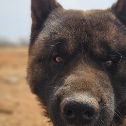 Akita, American Corgis, Cardigan Welsh Corgis, and Great Pyrenees from WeVolution Off-Grid