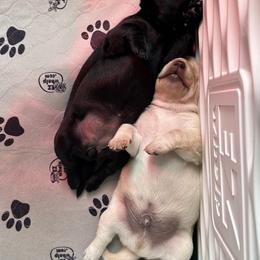 Labrador Retriever Puppies from County Line Gun Dogs
