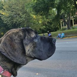 Great Dane All Grown Up from Port Bay Danes