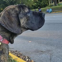 Great Dane All Grown Up from Port Bay Danes