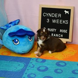 Miniature American Shepherd and Miniature Australian Shepherd Puppies from Rusty Rose Mini Aussies and Mini American Shepherds