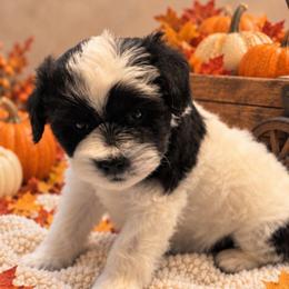 Bandit.   5 weeks - Parti male Miniature Schnauzer puppy in Lumberton, Texas from 1 Smart Choice Schnauzers Babies