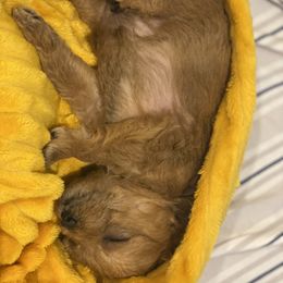 Schnoodle Puppies from Noodle Tings Puppies