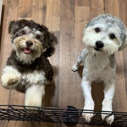 Havanese from Vinny's Puppers