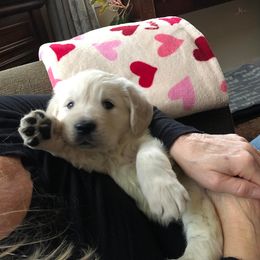 Golden Retriever Puppies from West Coast Cream Goldens