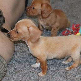 Dachshund and Pug Puppies from Wiggle'n V Ranch