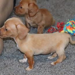 Dachshund and Pug Puppies from Wiggle'n V Ranch