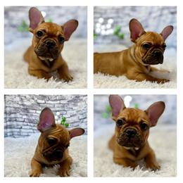 Heath - Fawn male French Bulldog puppy in Windsor, Colorado from NOCO French Bulldogs