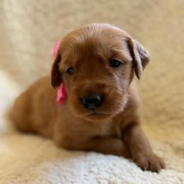 Maple - Girl - Dark golden female Golden Retriever puppy in La Verne, California from 4LoveofGoldens