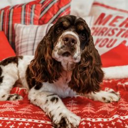 Copper - Cocker Spaniel