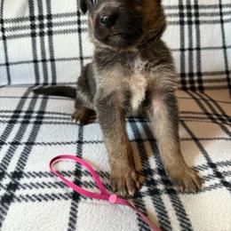 Pink - Bi-color female German Shepherd puppy in Osage, Minnesota from Catensrud