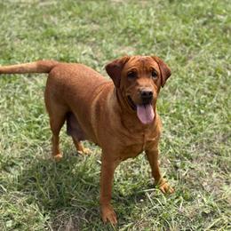 Penny - Labrador Retriever
