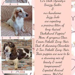Dachshund puppies from CJ's Dach Dynasty