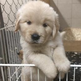 Chesapeake Bay Retrievers and Golden Retrievers from Echo Valley Kennels