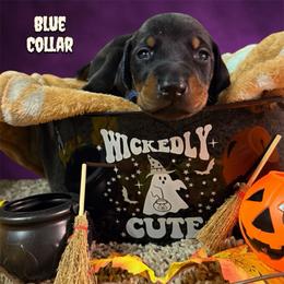 Blue collar - Black and rust male Doberman Pinscher puppy in Canton, Ohio from Aaliyah’s Dobies