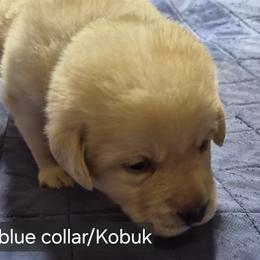 Kobuk Light Blue Collar - Yellow male Labrador Retriever puppy in Greenwich, Ohio from Pure Gem Kennel