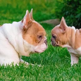 French Bulldog Puppies from PEERLESS French Bulldogs