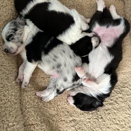 Border Collie Puppies from Roaring River Border Collies