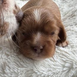 Jasper (Green) - Ruby male Cavalier King Charles Spaniel puppy in Auburn, Washington from Enchanted Cavaliers