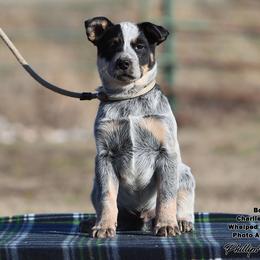 Charlie Boy 2 - Blue speckled male Australian Cattle Dog puppy in Point, Texas from Lakylu Kennels
