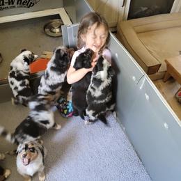 Miniature Australian Shepherd Puppies from Wonderland Aussies