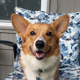 Milo - Pembroke Welsh Corgi