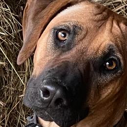 Rhodesian Ridgebacks from Lori Walker