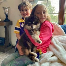 Pomsky Puppies from Southern Minnesota Pomskies