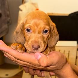 Aspen - Red male Dachshund puppy in Los Angeles, California from Dachshunds of the Desert