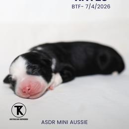 Girl 1 - female Miniature Australian Shepherd puppy in Nacogdoches, Texas from TK Standard, Mini, & Toy Aussies