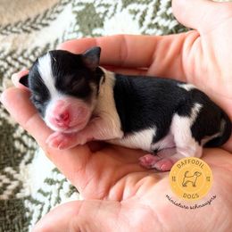 Kingston - Parti male Miniature Schnauzer puppy in Nederland, Texas from Daffodil Dogs