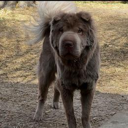 Maeve - Chinese Shar-Pei