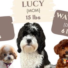 Lucy - Assorted Doodle Crosses