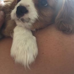 Cavalier King Charles Spaniel Puppies from Blueberry Hill Cavaliers