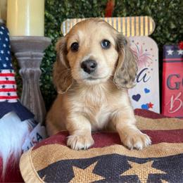 Dove - Cream female Dachshund puppy in Perryville, Maryland from Heavenly Heritage Dachshunds and Doods