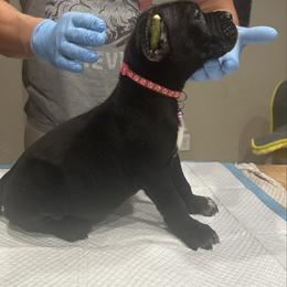 Dark pink power puff - Black female Cane Corso puppy in Lubbock, Texas from Hub City Kennel
