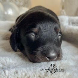 Parker - Black and tan male Dachshund puppy in Clever, Missouri from Autumn Breeze Dachshunds