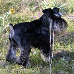 Miniature Schnauzers from Noreen Hand PremierMiniatureSchnauzers.com