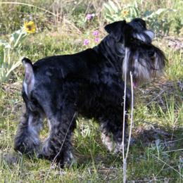 Miniature Schnauzers from Noreen Hand PremierMiniatureSchnauzers.com