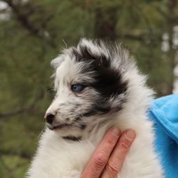 Shetland Sheepdog Puppies from Pat's Shetland Sheepdogs