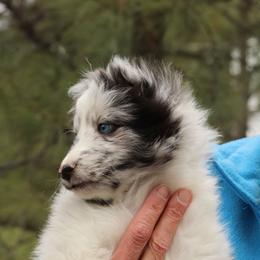 Shetland Sheepdog Puppies from Pat's Shetland Sheepdogs