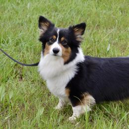 Cleo - Pembroke Welsh Corgi