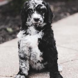 Colby - Gray male Poodle puppy in Marshallville, Ohio from Windy Hill Dogs