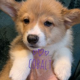 Cobalt - Red male Pembroke Welsh Corgi puppy in Berkeley Springs, West Virginia from Hummingbird Farm